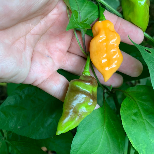 Bhut Jolokia Peach x Pimenta de Neyde - Seeds