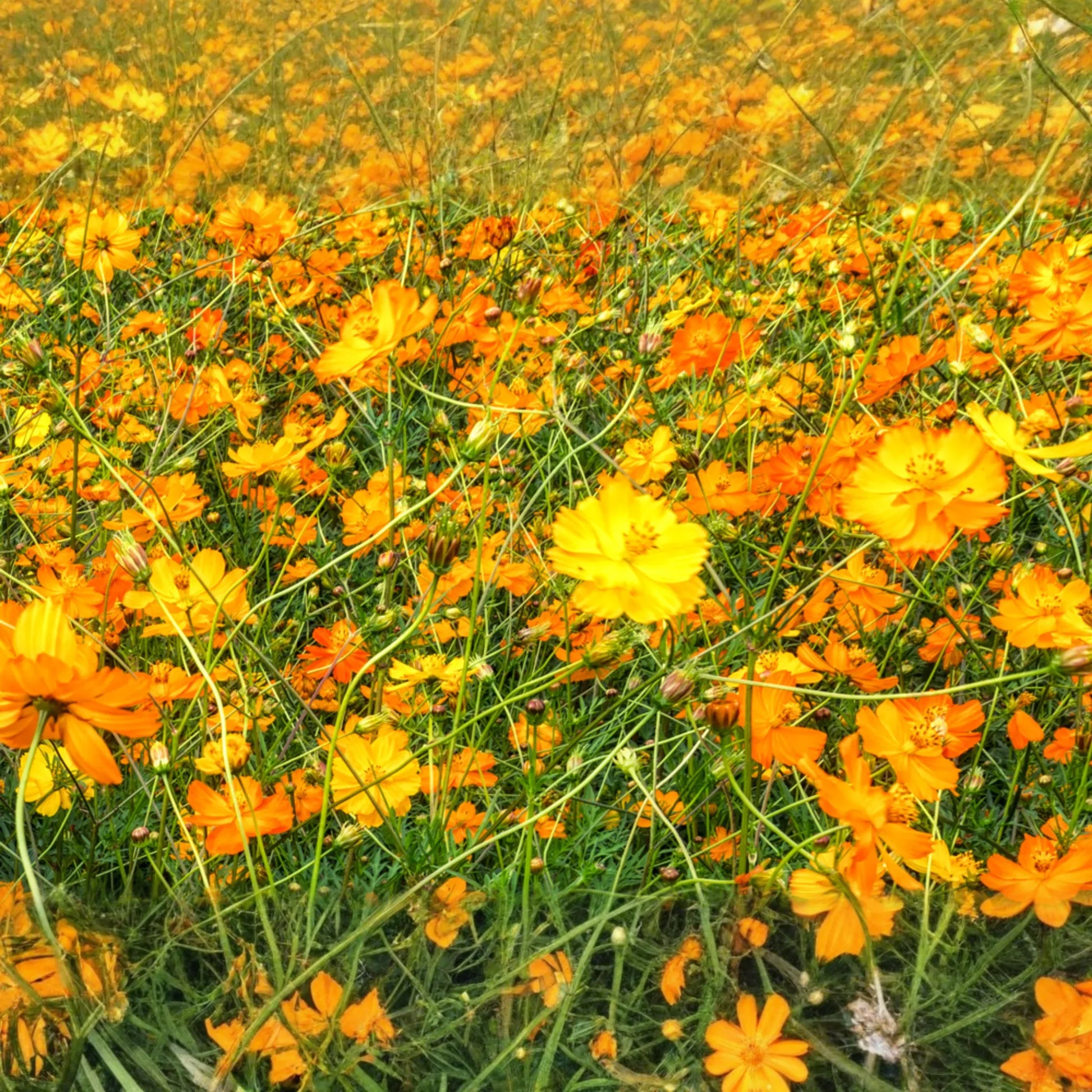 Bright Lights Cosmos Seeds | Non-GMO Annual Flower Seeds | Colorful Garden Variety | Cosmos bipinnatus