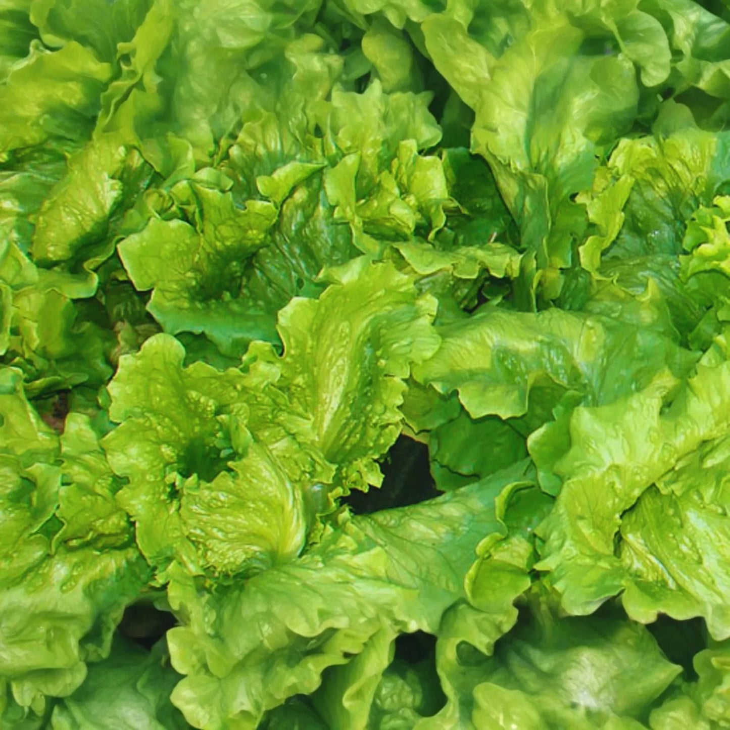 Black Seeded Simpson Lettuce Seeds | Non-GMO | Fresh Garden Seeds | Lactuca sativa