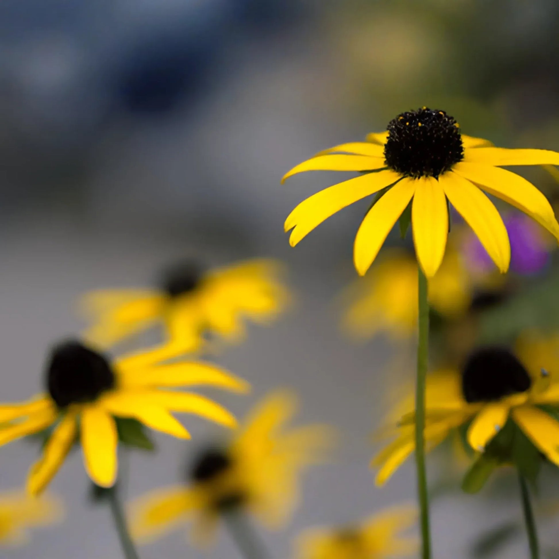 Black Eyed Susan Flower Seeds - 500+ Non-GMO Garden Seeds - Rudbeckia hirta