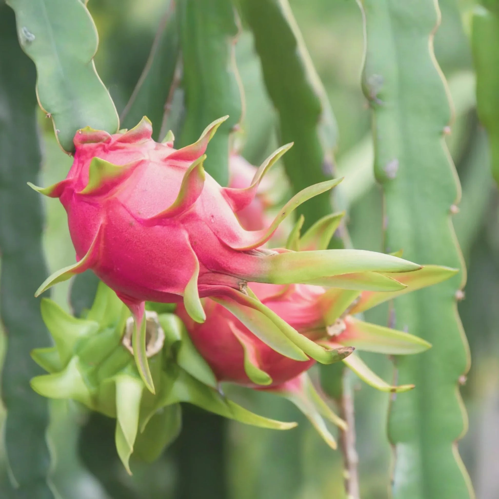 Dragon Fruit Cuttings | 6-10" Live Plant Cuttings | Fresh Pitaya White Fruit | Hylocereus undatus