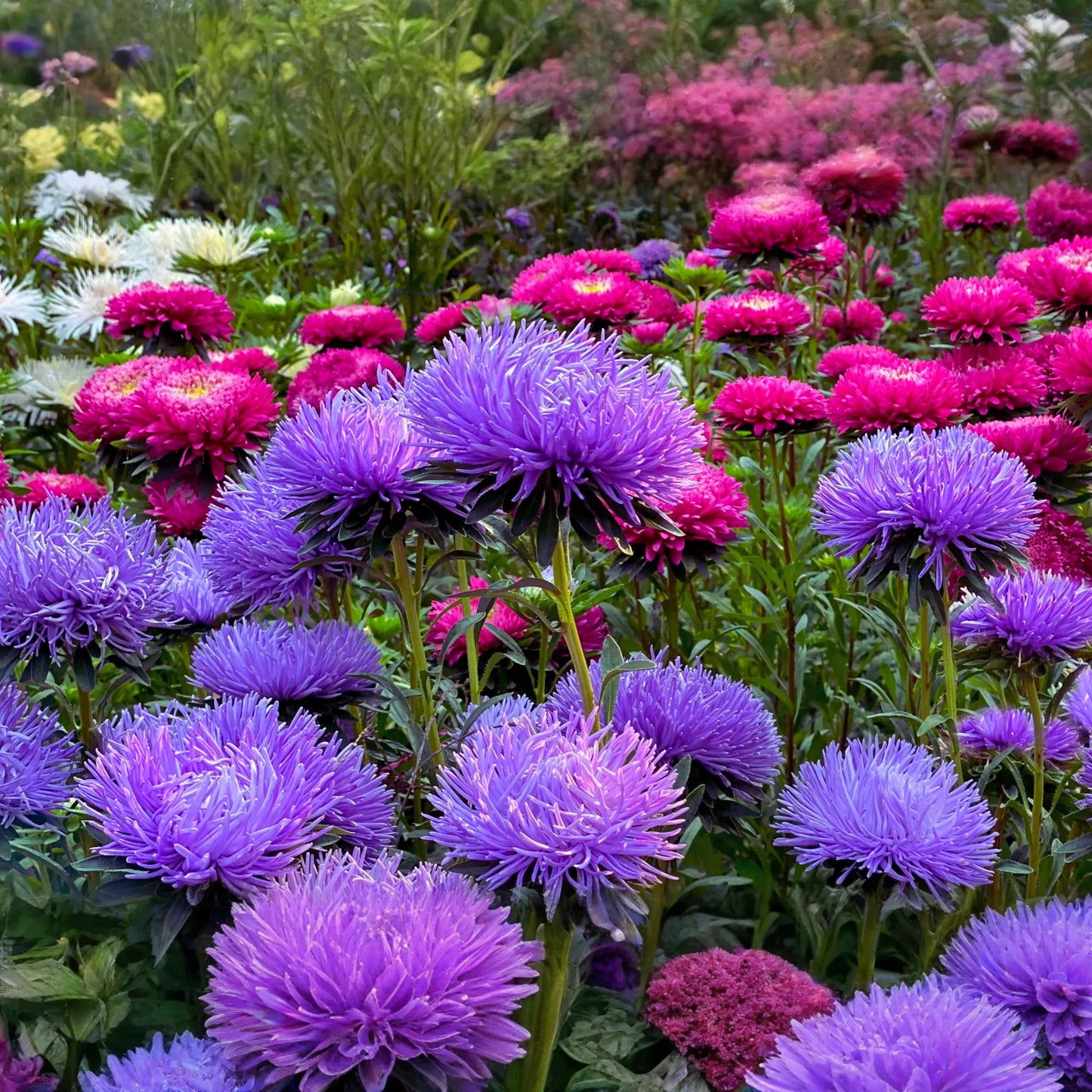 China Aster Seeds - Sea Star Mix - Powder Puff - Callistephus chinensis - Flower Seeds