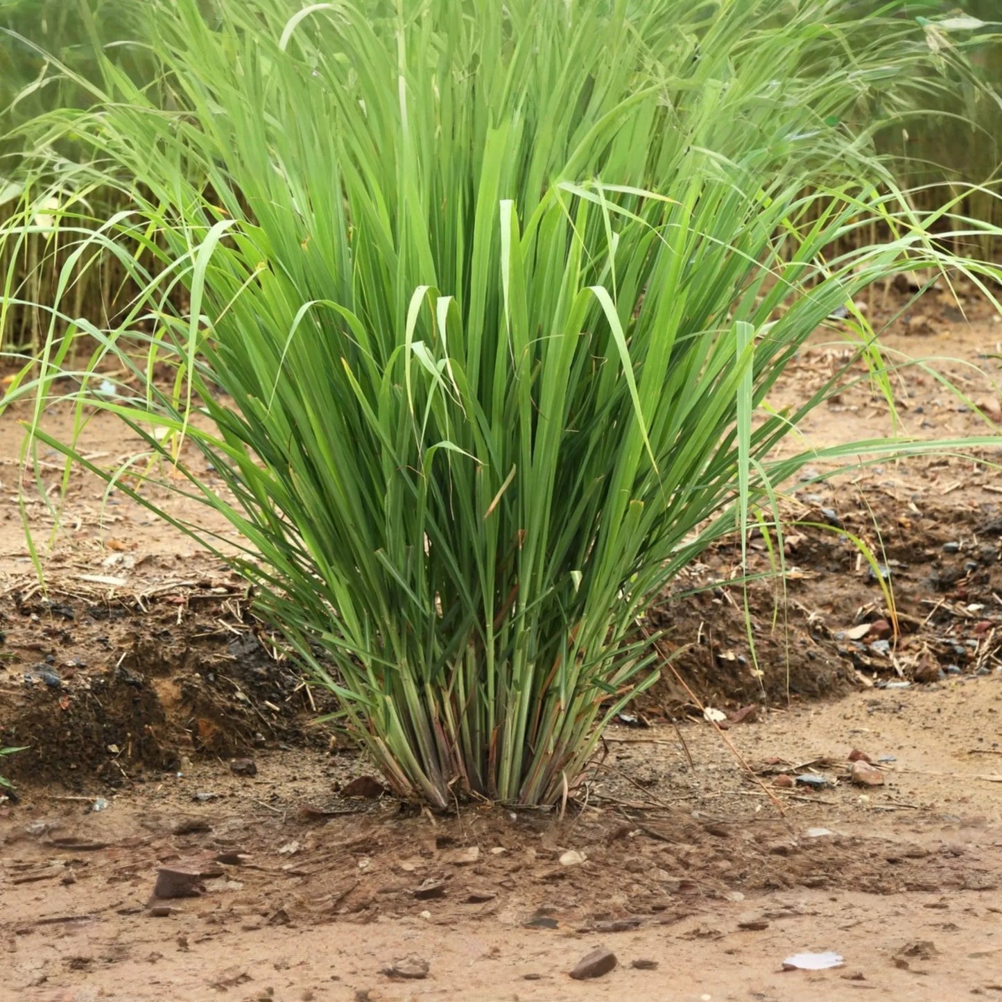 Lemongrass Stalks Plugs - Live Cymbopogon Sereh Plant - Healthy Herb - 2 Stalks