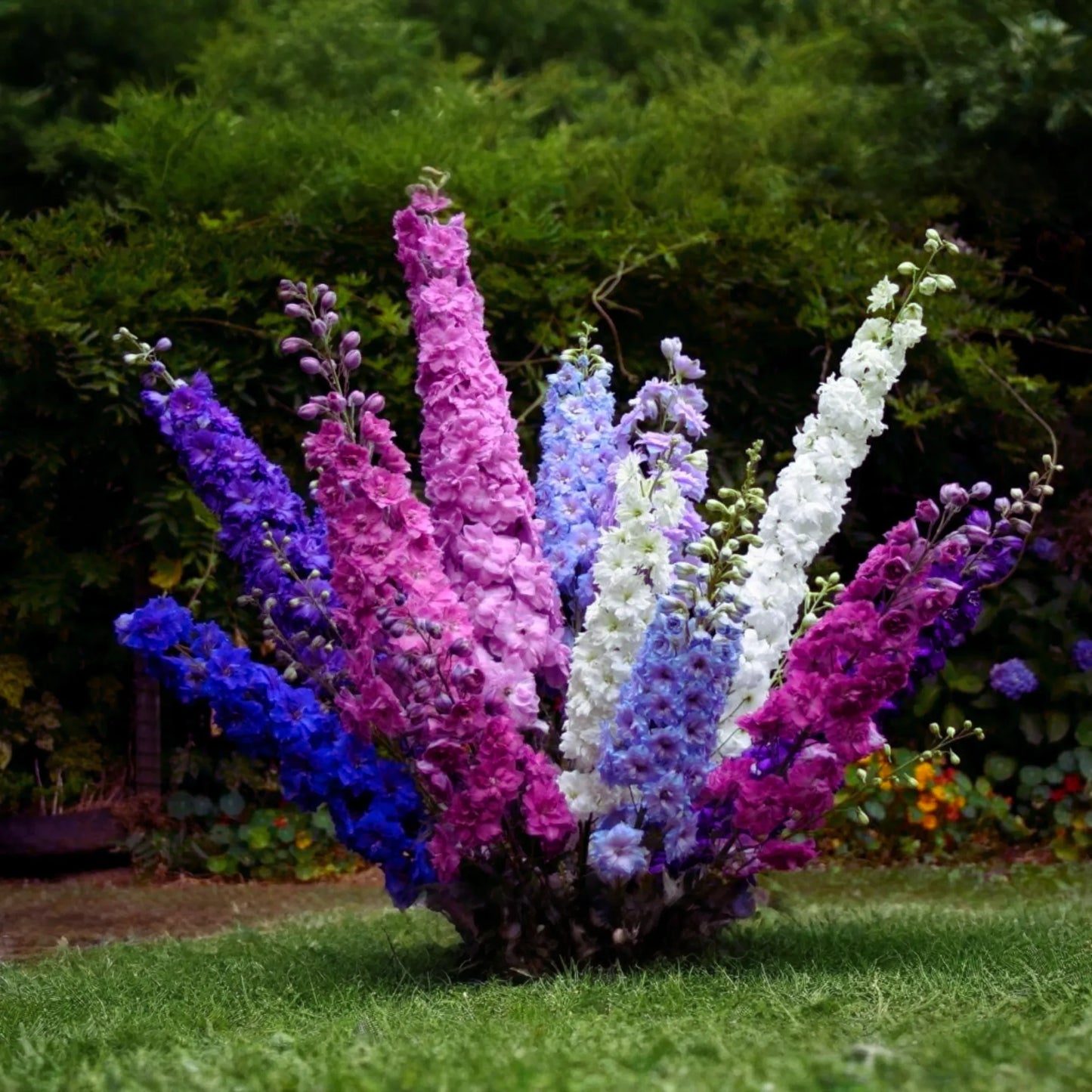 Rocket Larkspur Seeds Mix | Delphinium Ajacis | Flower Seeds | Colorful Garden Annuals