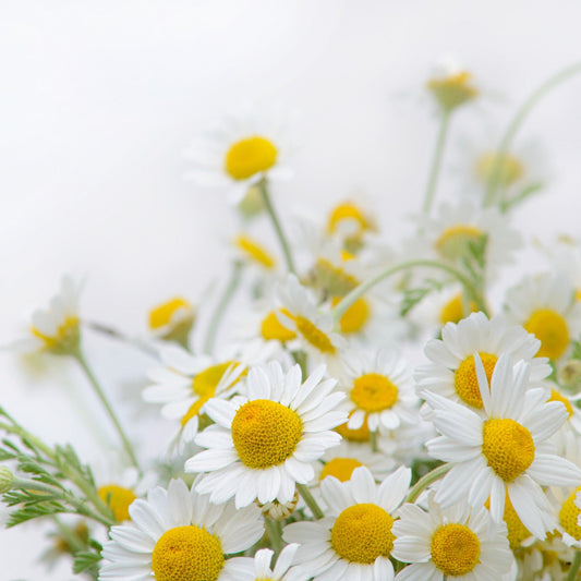 Chamomile Water Hydrosol