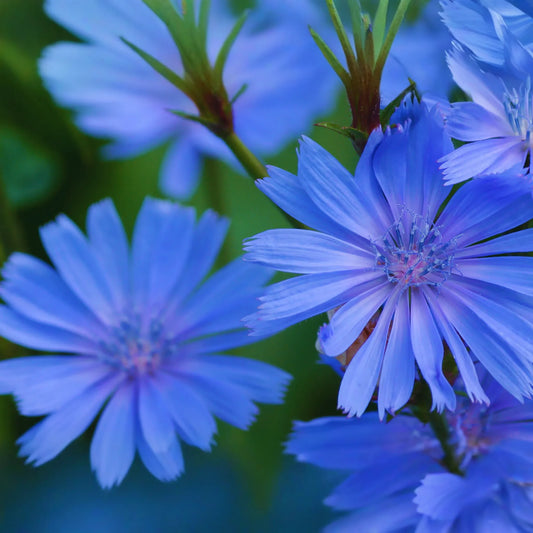 Chicory Wildflower Seeds - Cichorium Intybus - Electric Blue - 100g Flower Seeds for Garden Planting