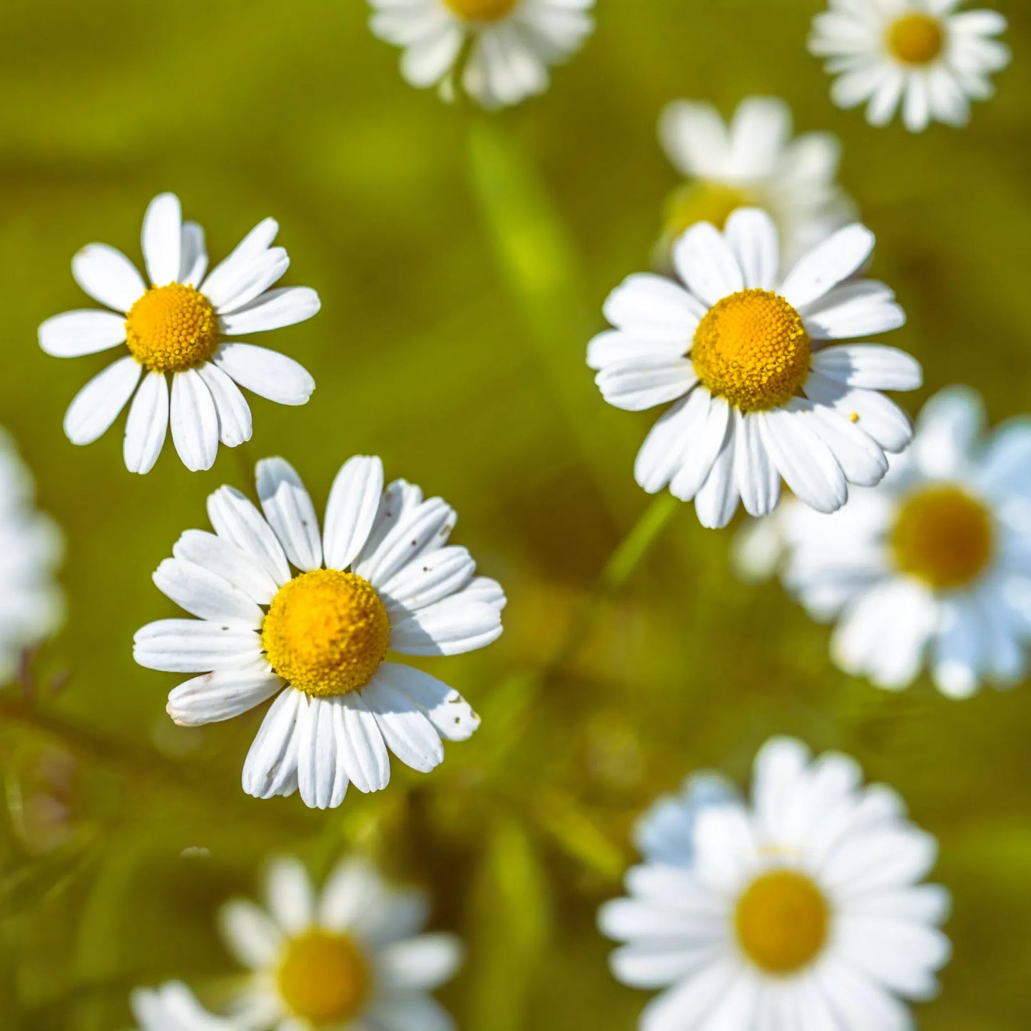 Roman Chamomile Seeds - Anthemis Nobilis - Herbal Carpet Flower Seeds - Aromatic Ground Cover