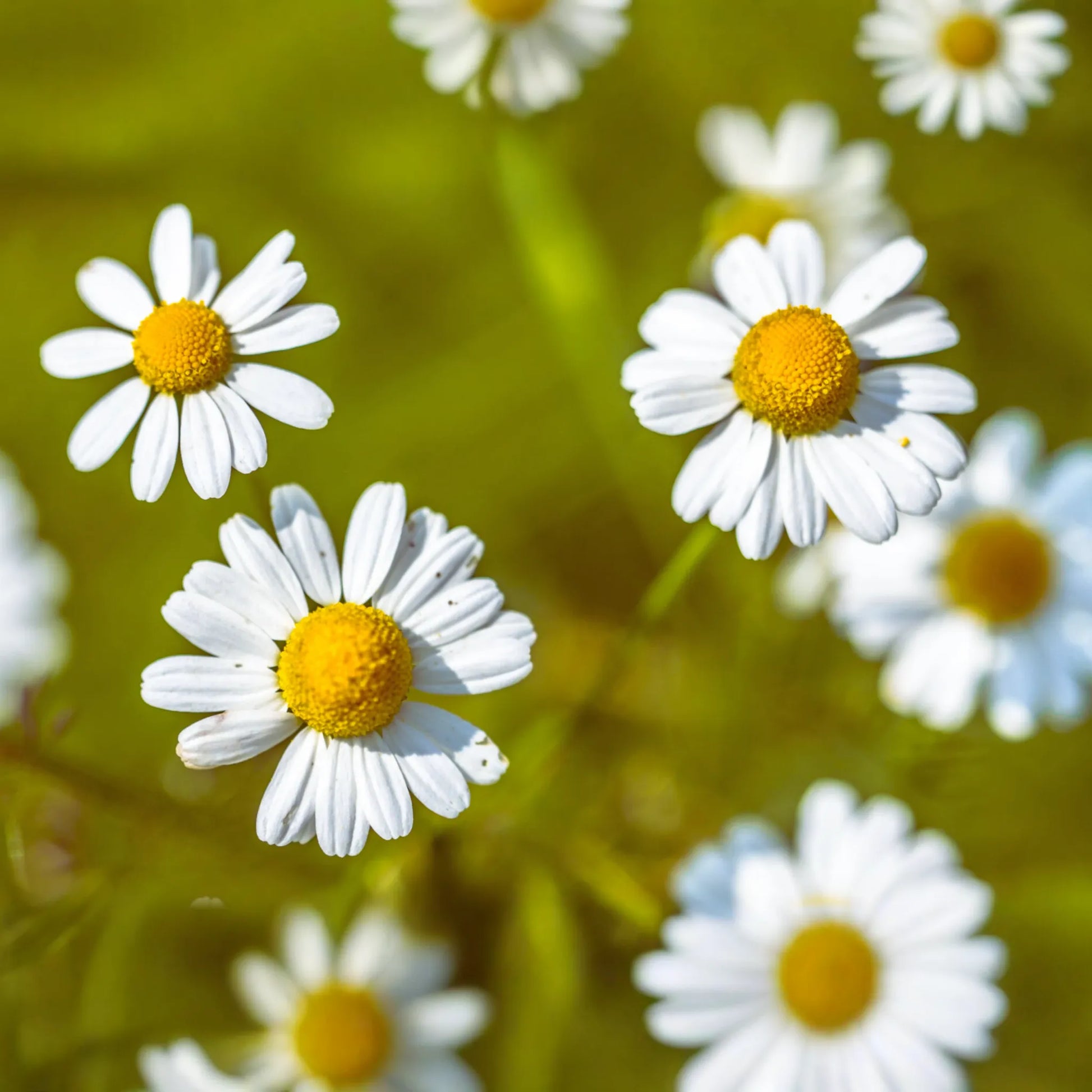 Roman Chamomile Seeds - Anthemis Nobilis - Herbal Carpet Flower Seeds - Aromatic Ground Cover