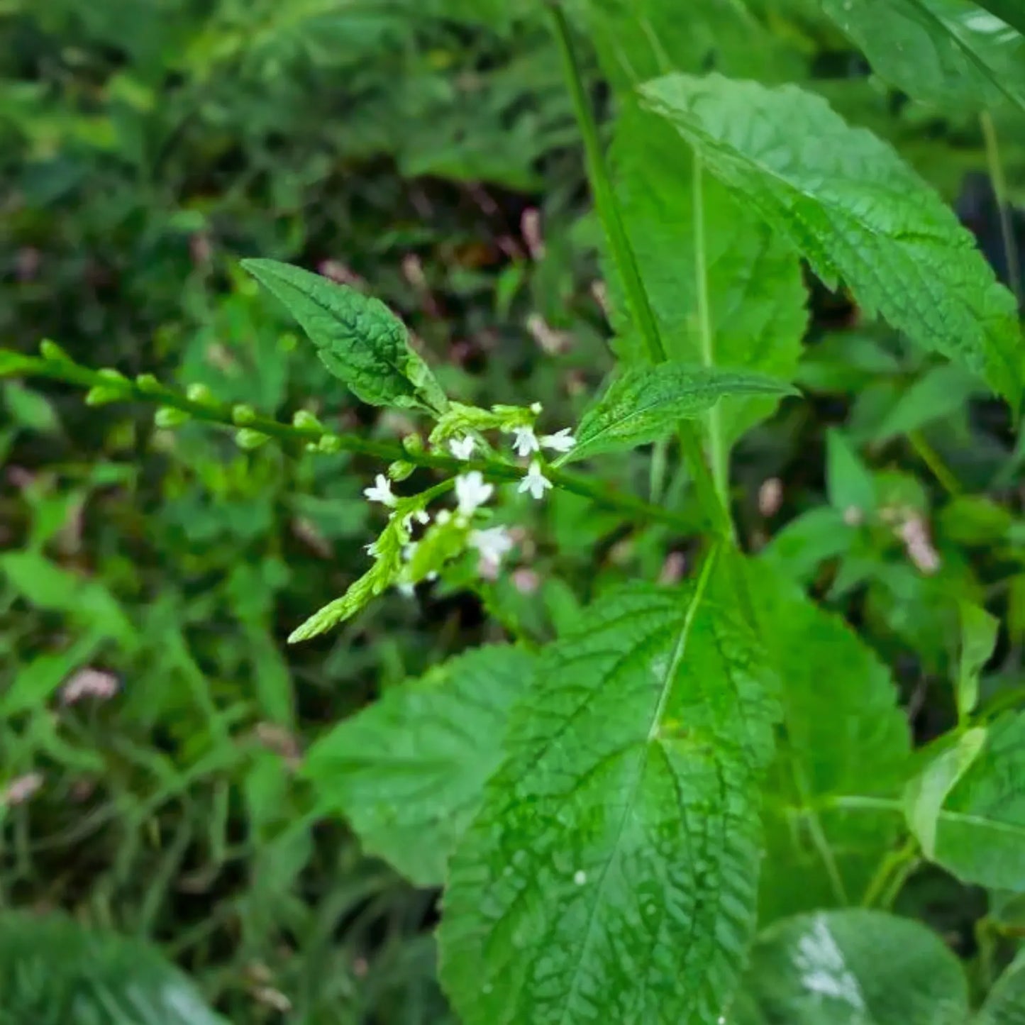 White Vervain Seeds - 100 Pack - Verbena Urticifolia - White Flower Seeds for Garden Planting