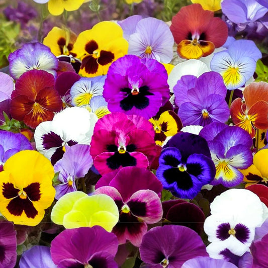 Swiss Giants Pansy Seeds - Pensee Mix - Viola Wittrockiana - Colorful Flower Seeds for Garden Planting