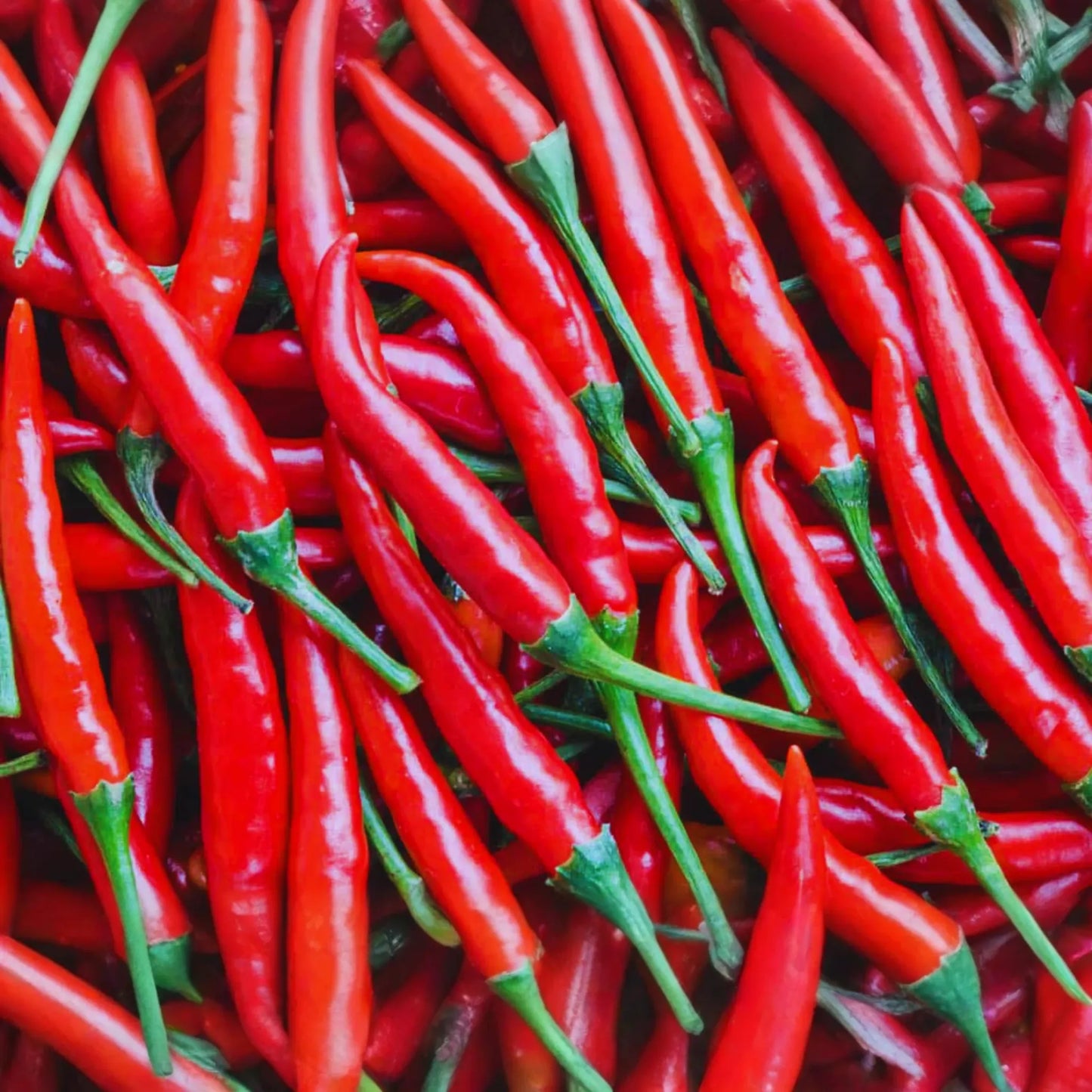 Cayenne Pepper Seeds - Long Slim Red Hot Pepper - Capsicum annuum - Spicy Garden Variety