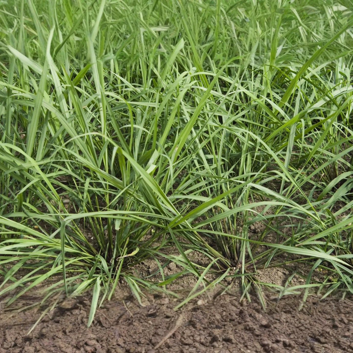 Lemongrass Stalks Plugs - 3 Live Cymbopogon Sereh Plants - Healthy Herb for Cooking and Tea