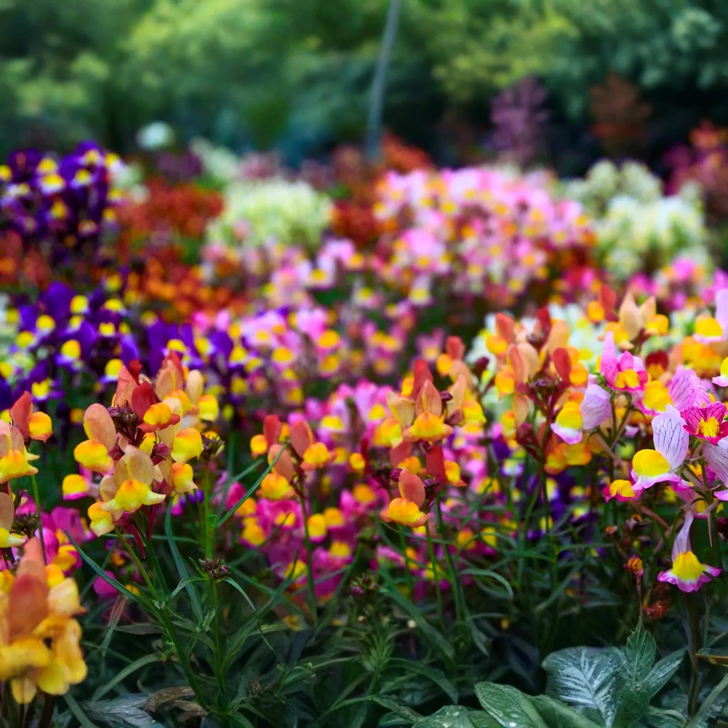 Fairy Bouquet Snapdragon Seeds - Spurred Snapdragon Baby Mix - Antirrhinum majus