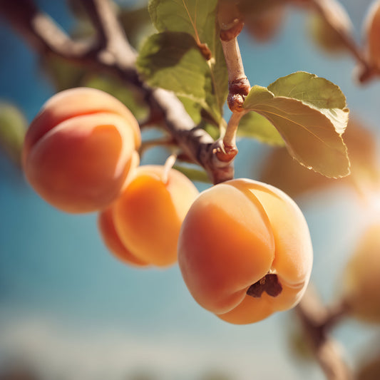 Apricot Kernel Oil - Refined
