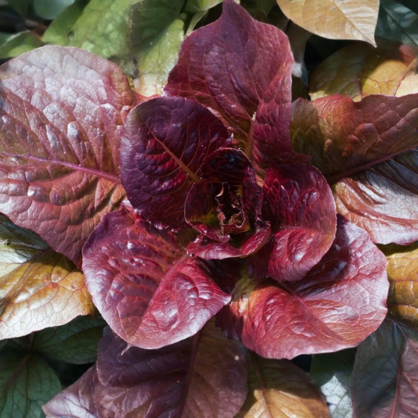 Red Romaine Lettuce Seeds | Non-GMO Red Cos Lettuce | Organic Heirloom Variety | Lactuca sativa