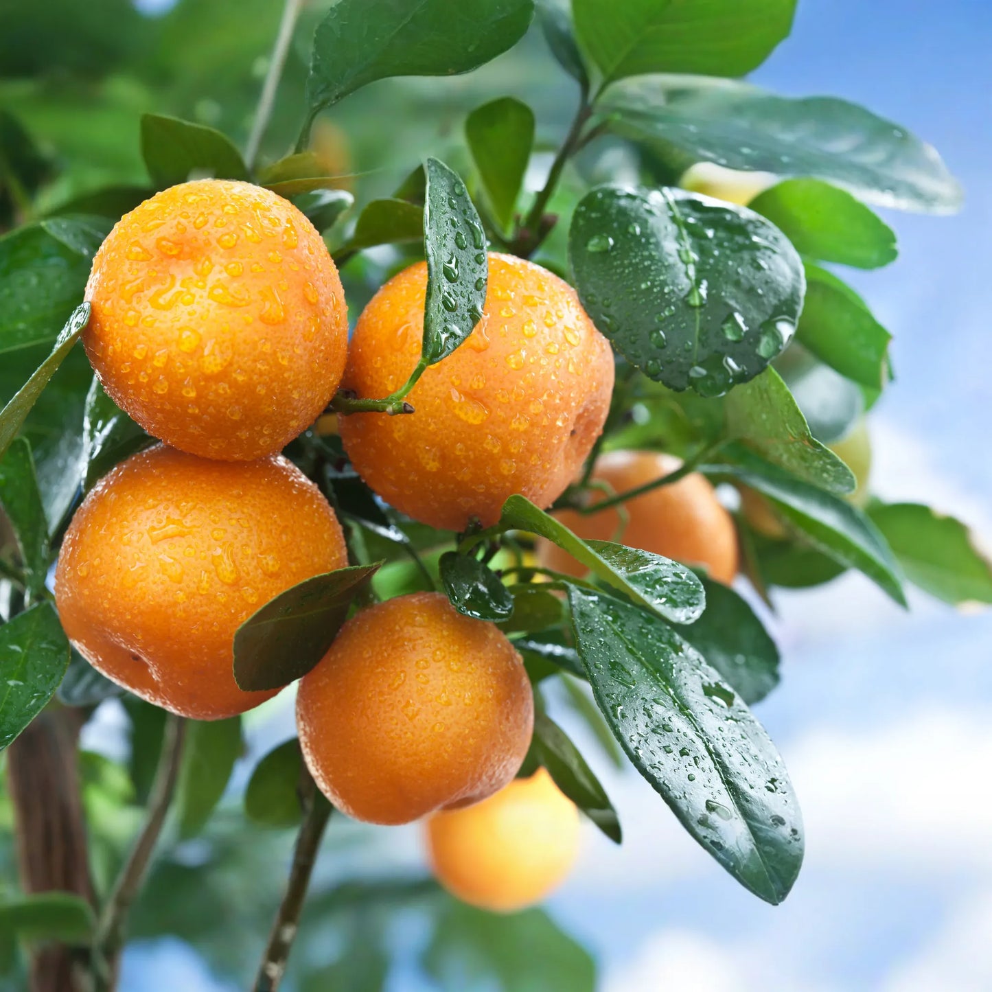 Orange Essential Oil