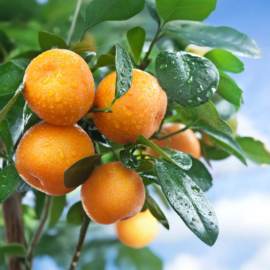 Orange Essential Oil