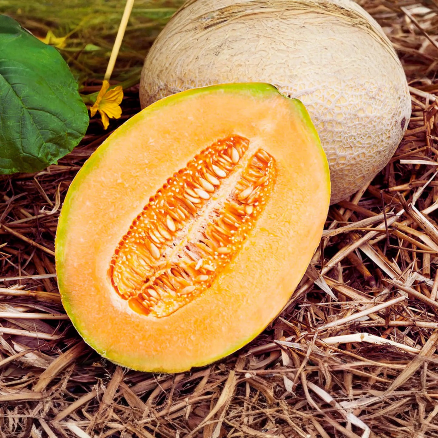 Hales Best Jumbo Cantaloupe Seeds | Non-GMO Muskmelon Seeds | Hale’s Best Melon Variety