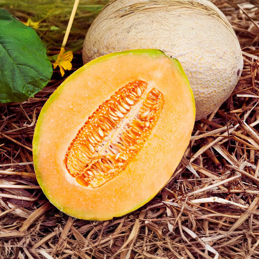 Hales Best Jumbo Cantaloupe Seeds | Non-GMO Muskmelon Seeds | Hale’s Best Melon Variety