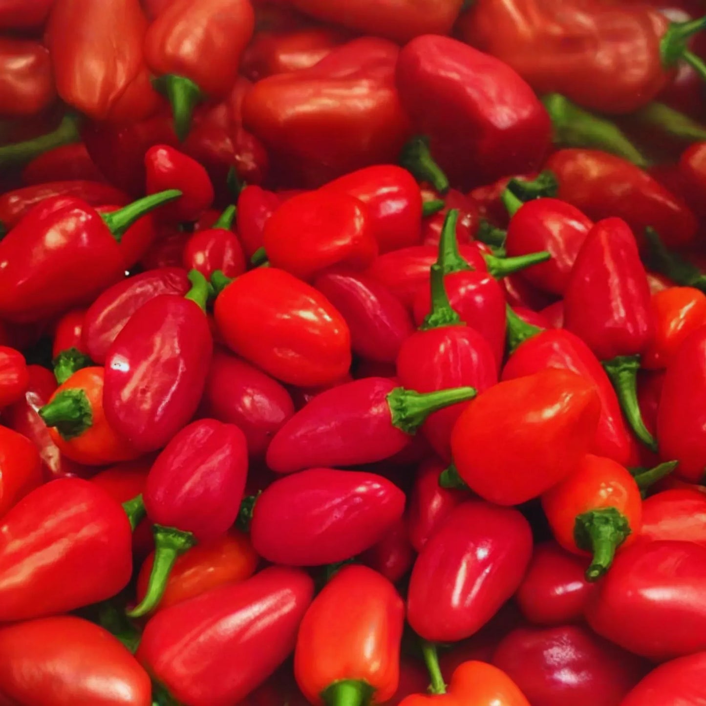 Santa Fe Grande Hot Pepper Seeds | Yellow Guero Chili | NON-GMO Capsicum annuum