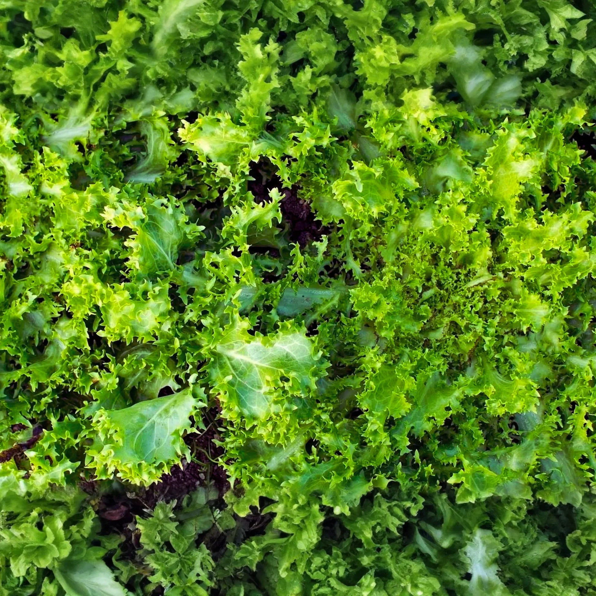 Frisee Endive Seeds - Green Curled Ruffec - Cichorium Endivia - Vegetable Seeds for Garden Planting