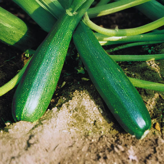 Black Beauty Zucchini Seeds | Summer Squash | NON-GMO | Cucurbita pepo
