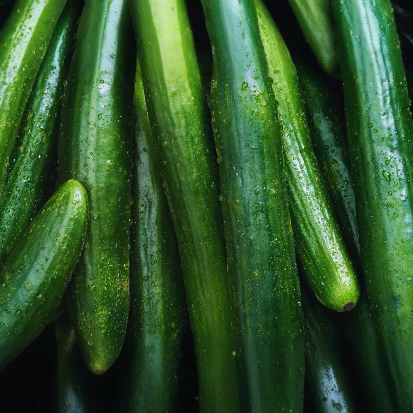 Burpless Cucumber Seeds - Long Summer Hybrid | Vegetable Gardening Seeds for Home Growers
