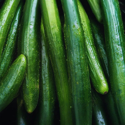 Burpless Cucumber Seeds - Long Summer Hybrid | Vegetable Gardening Seeds for Home Growers