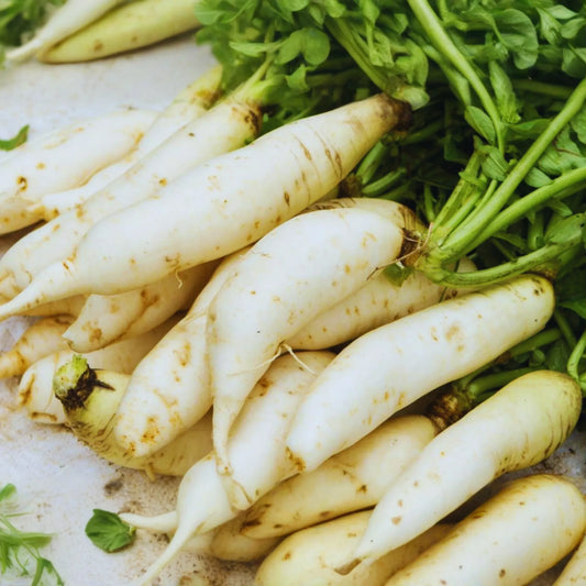 Daikon Radish Seeds | Japanese Minowase Variety | NON GMO | Raphanus sativus