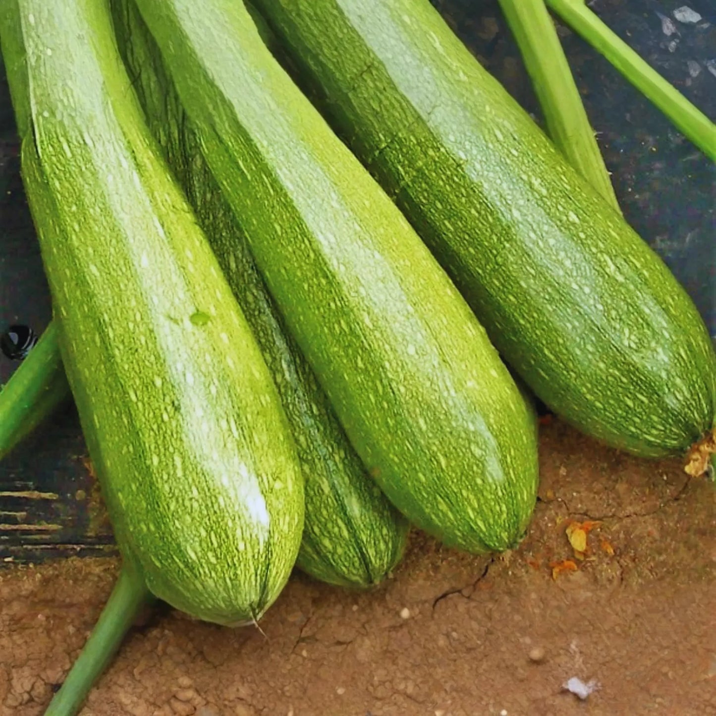 Zucchini Seeds | Grey Summer Squash | Calabacita, Marrow Squash, Mexican Squash | Cucurbita pepo