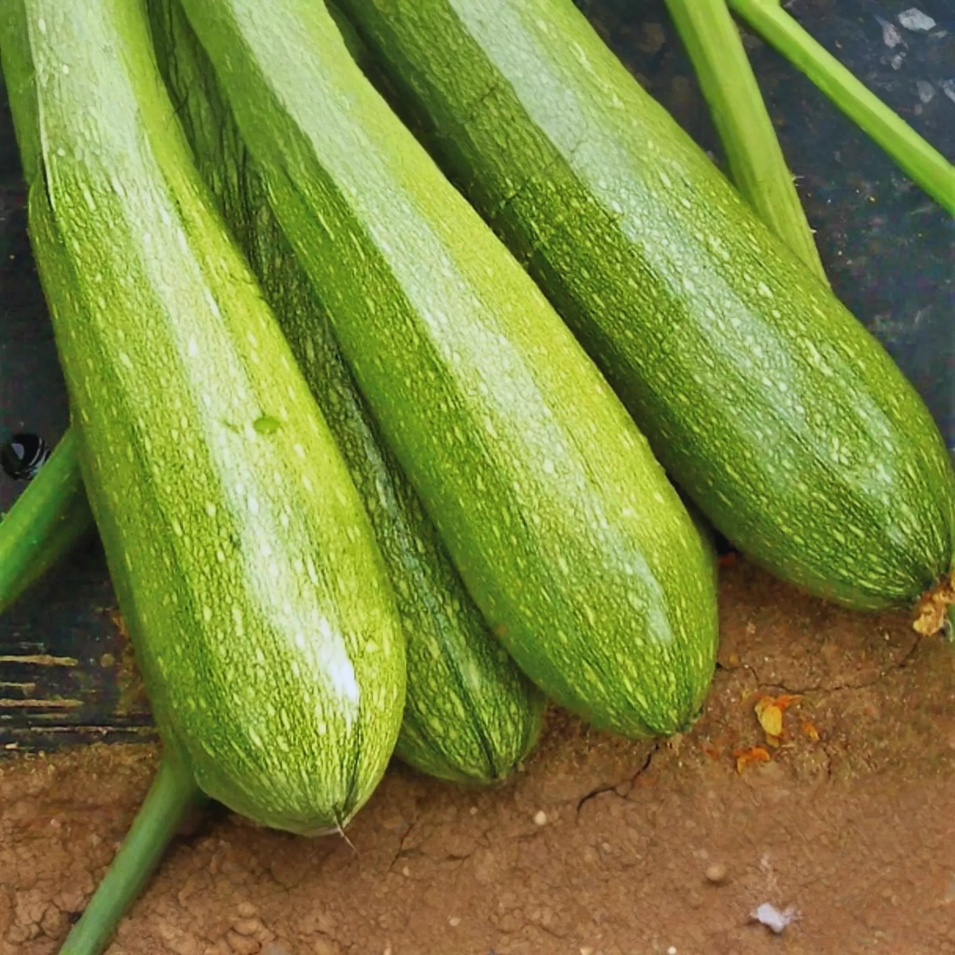 Zucchini Seeds | Grey Summer Squash | Calabacita, Marrow Squash, Mexican Squash | Cucurbita pepo