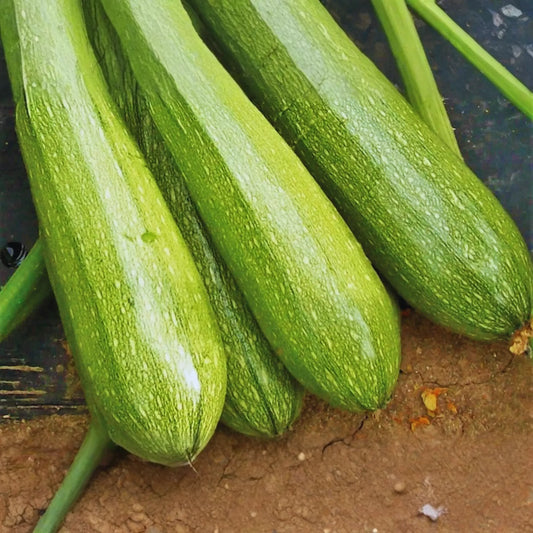 Zucchini Seeds | Grey Summer Squash | Calabacita, Marrow Squash, Mexican Squash | Cucurbita pepo