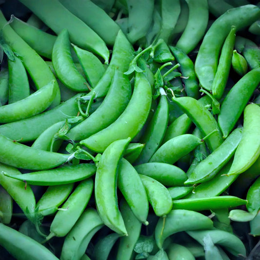 Sugar Snow Pea Seeds | NON-GMO | Melting Sugar Variety | Pisum sativum