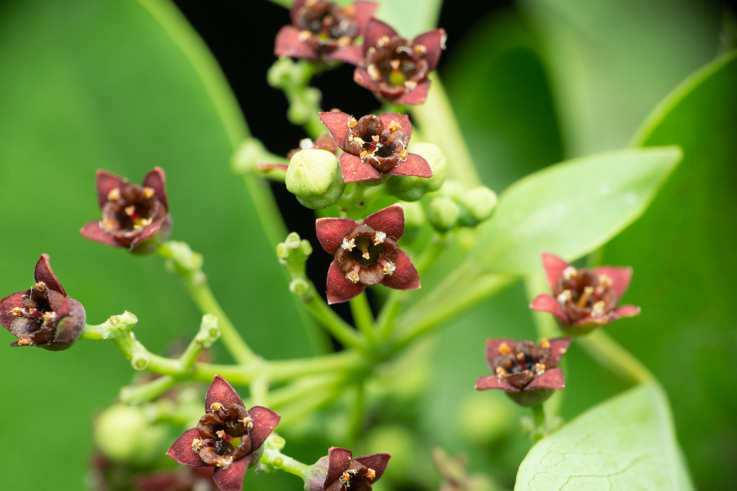 Sandalwood Fragrance Oil