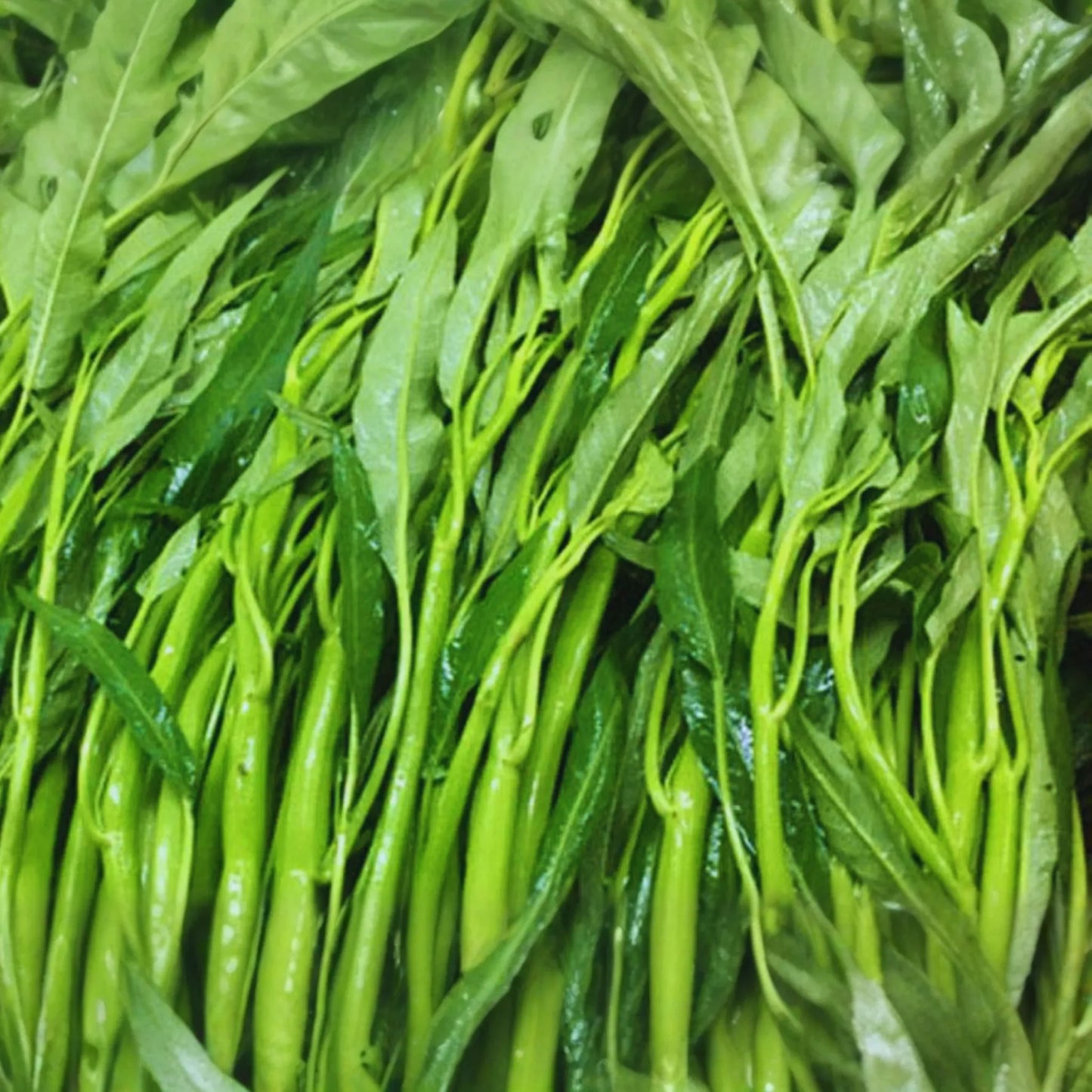 Thai Water Spinach Seeds | 100g | Ching Quat, Chinese Watercress, Ong Choy, Kong Xin Cai (Ipomoea aquatica)