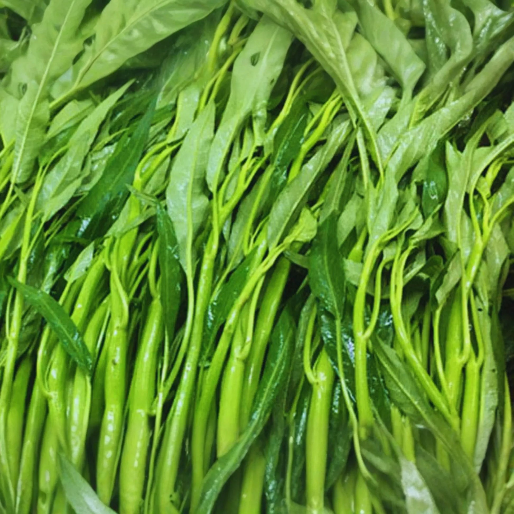Thai Water Spinach Seeds | 100g | Ching Quat, Chinese Watercress, Ong Choy, Kong Xin Cai (Ipomoea aquatica)