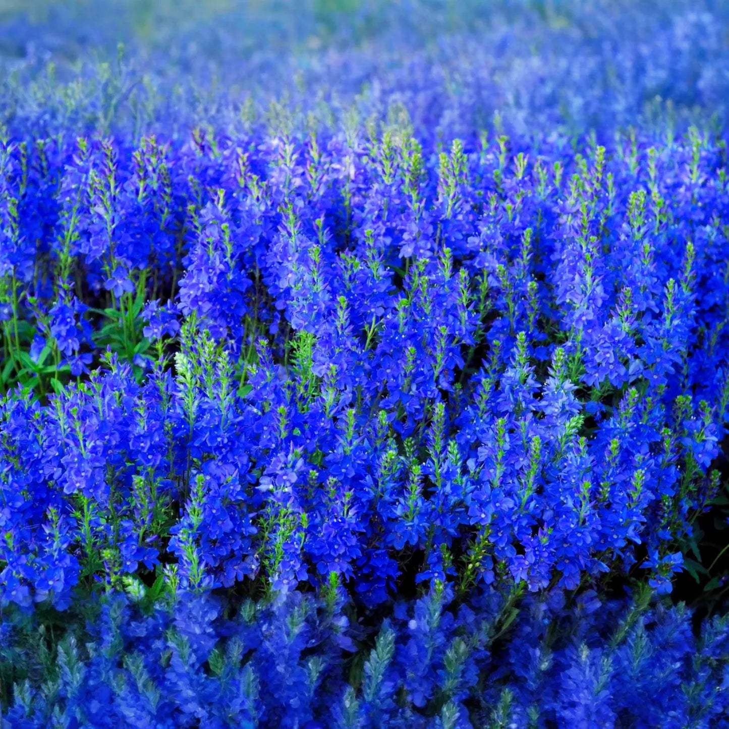 Speedwell Seeds - Royal Blue Veronica Teucrium | Flower Seeds for Garden Planting