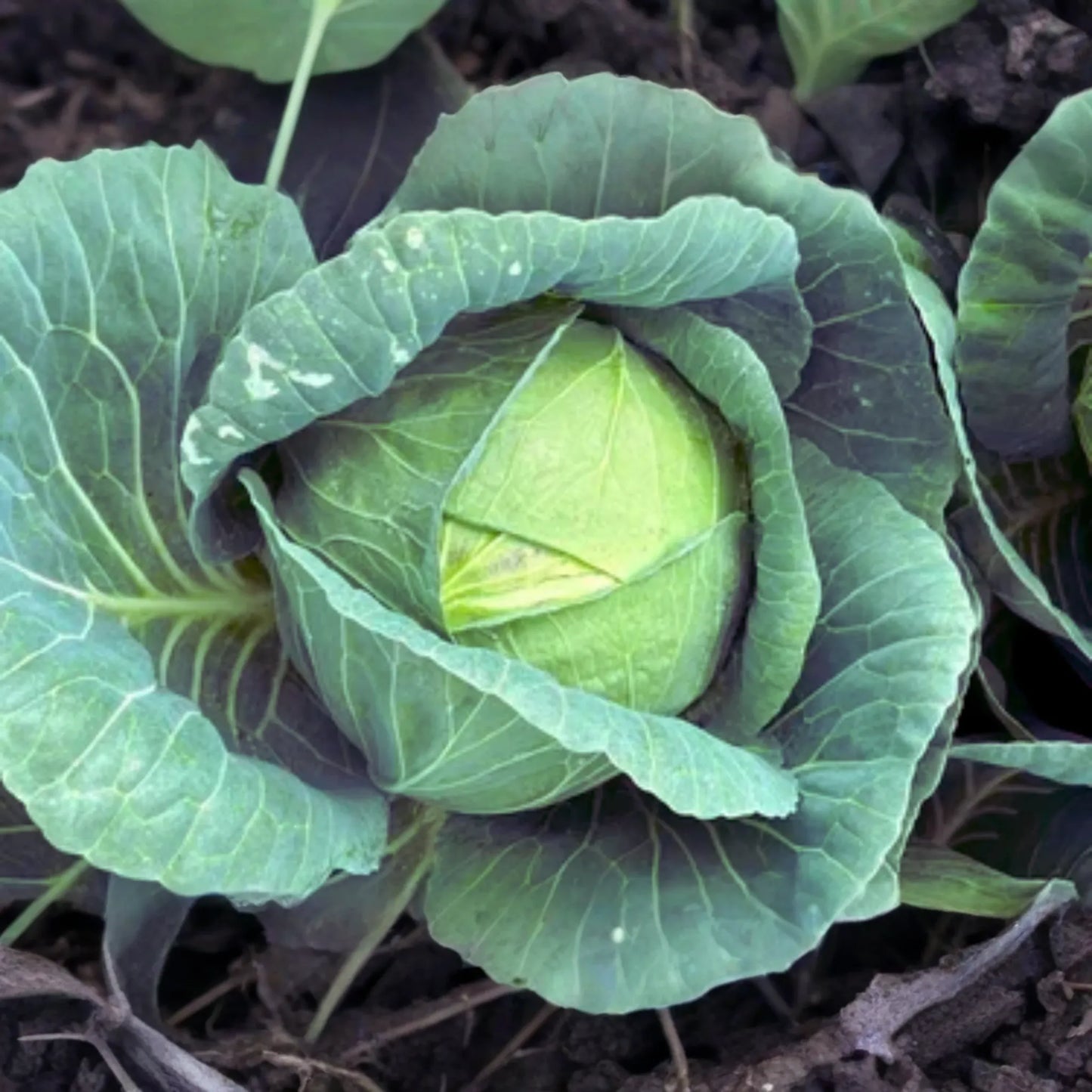 Cabbage Seeds - Hybrid Wakamine Green, Green Cabbage Seeds, Brassica oleracea var. capitata