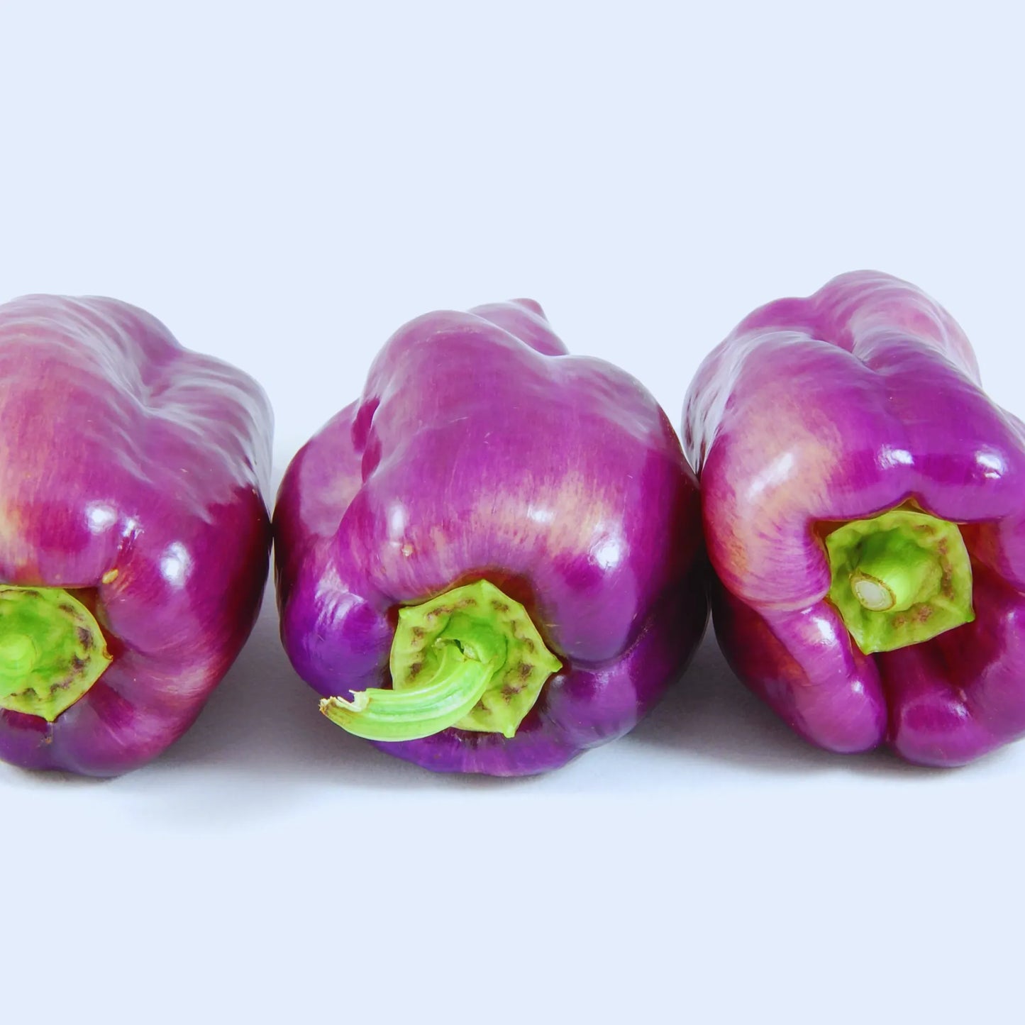 Rare Wild Hot Pepper Seeds | Permafrost Hot Purple | NON-GMO | Capsicum annuum