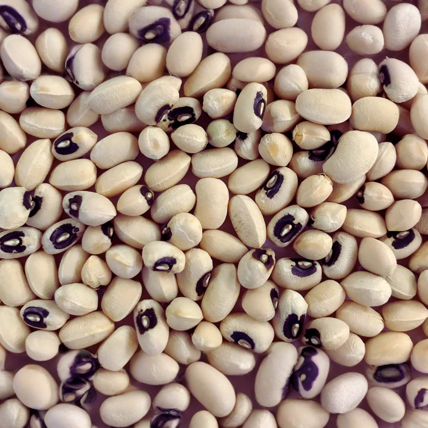Black-eyed Pea Seeds | Cowpea Variety | Southern Pea | Organic Black Eye Pea Seeds