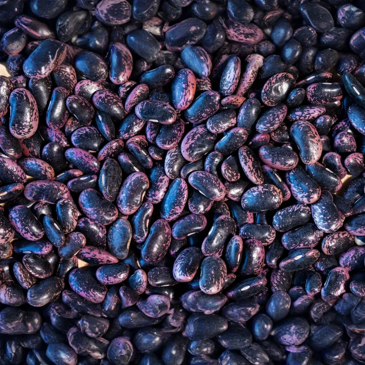 Runner Bean Seeds | Flat Bean Variety | Scarlet Runner | Phaseolus coccineus