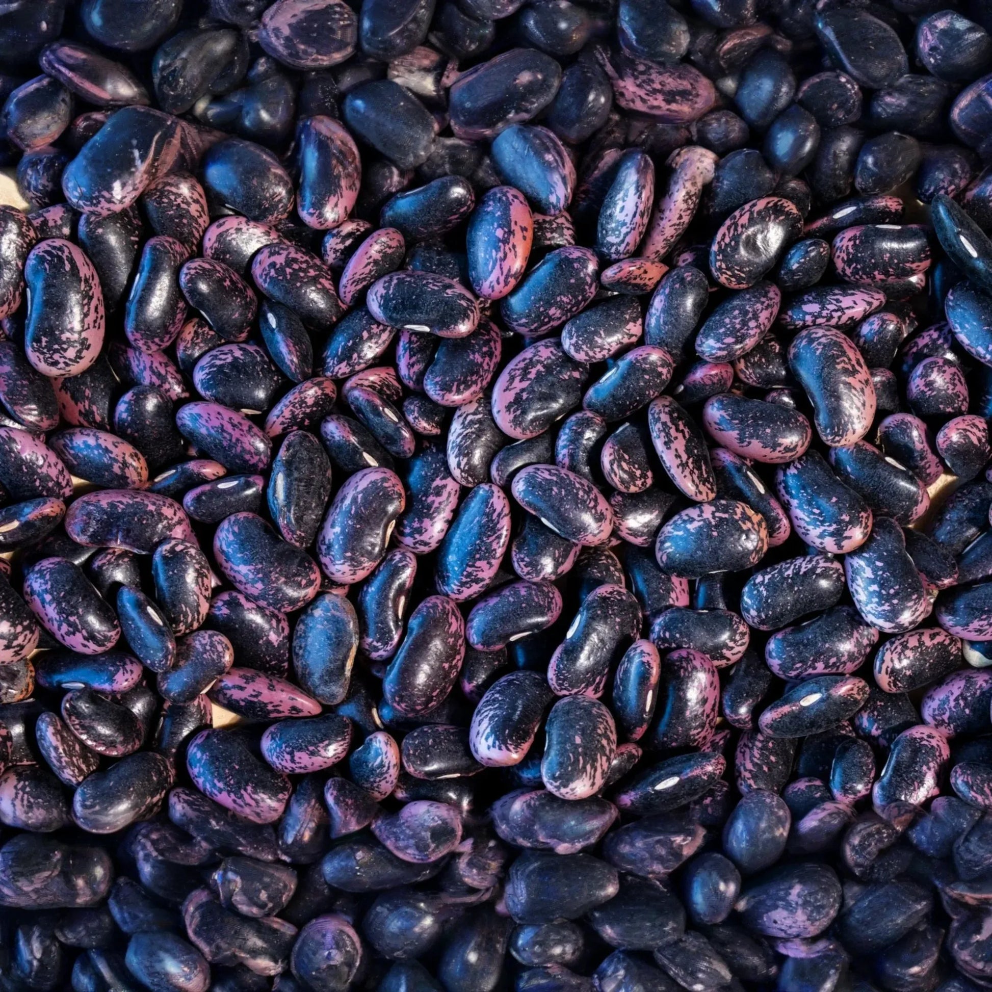 Runner Bean Seeds | Flat Bean Variety | Scarlet Runner | Phaseolus coccineus