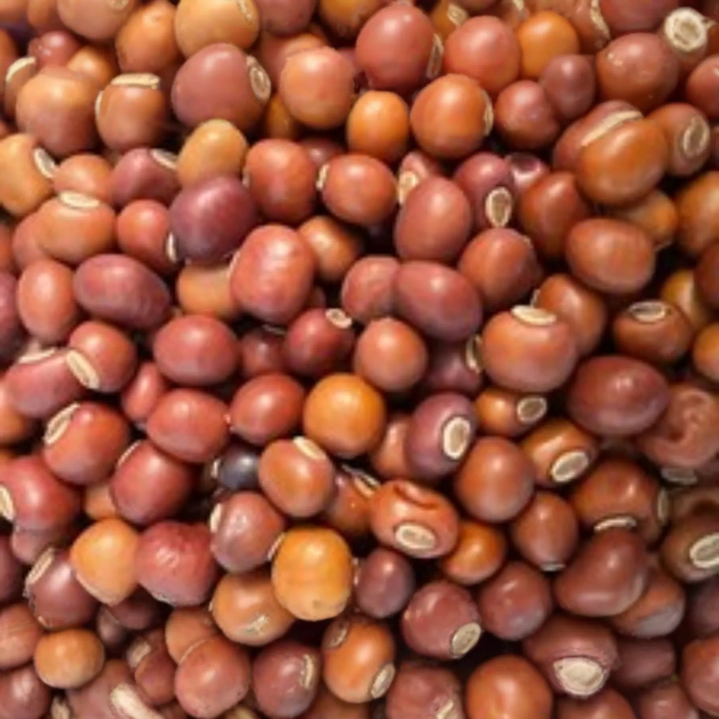 Winged Bean Seeds - Đậu Rồng - Dara Dham Bala Manila Goa - Dragon Bean Seeds - High-Quality Legume Seeds