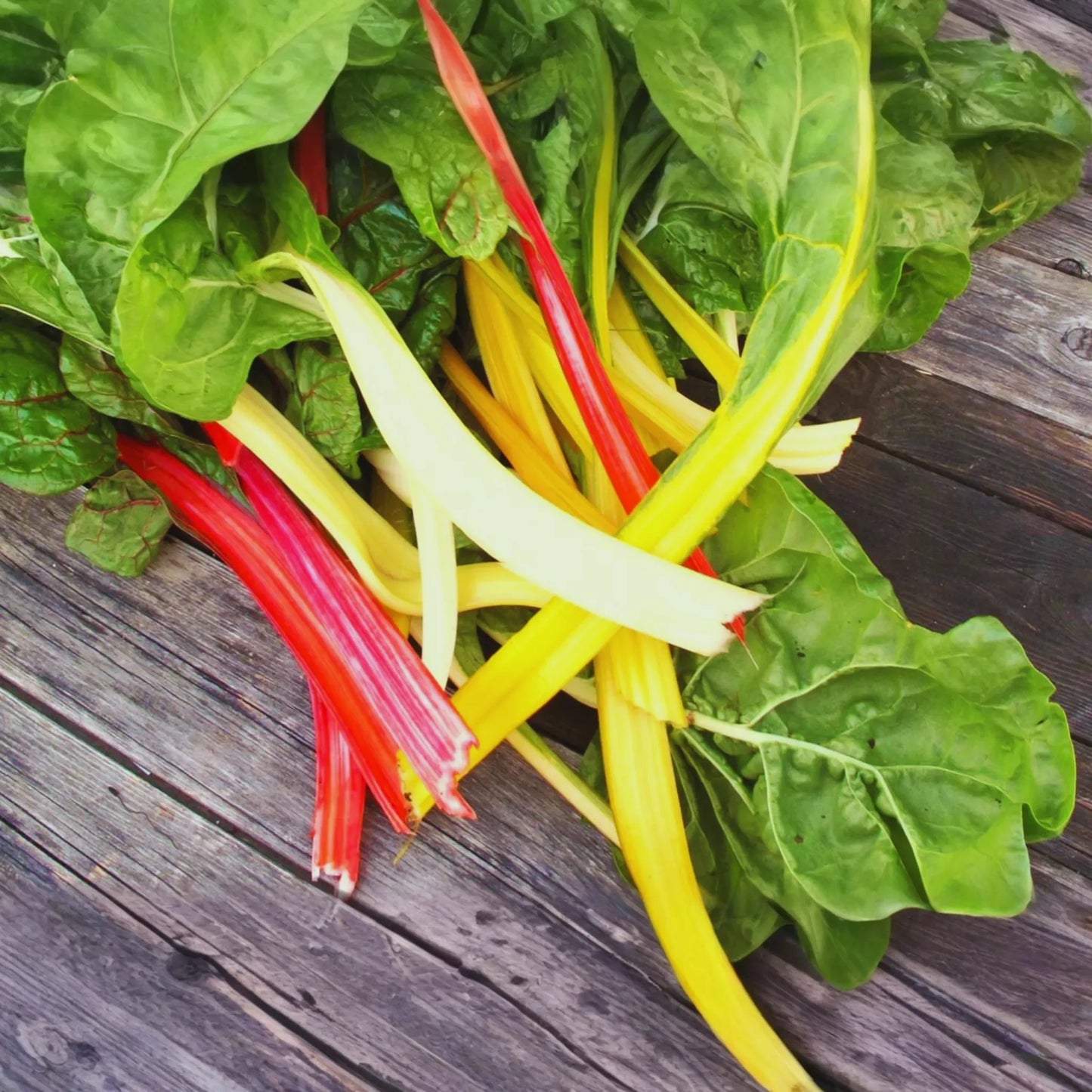 Rainbow Mixture Swiss Chard Seeds | Bright Lights | NON-GMO | Beta vulgaris subsp. cicla