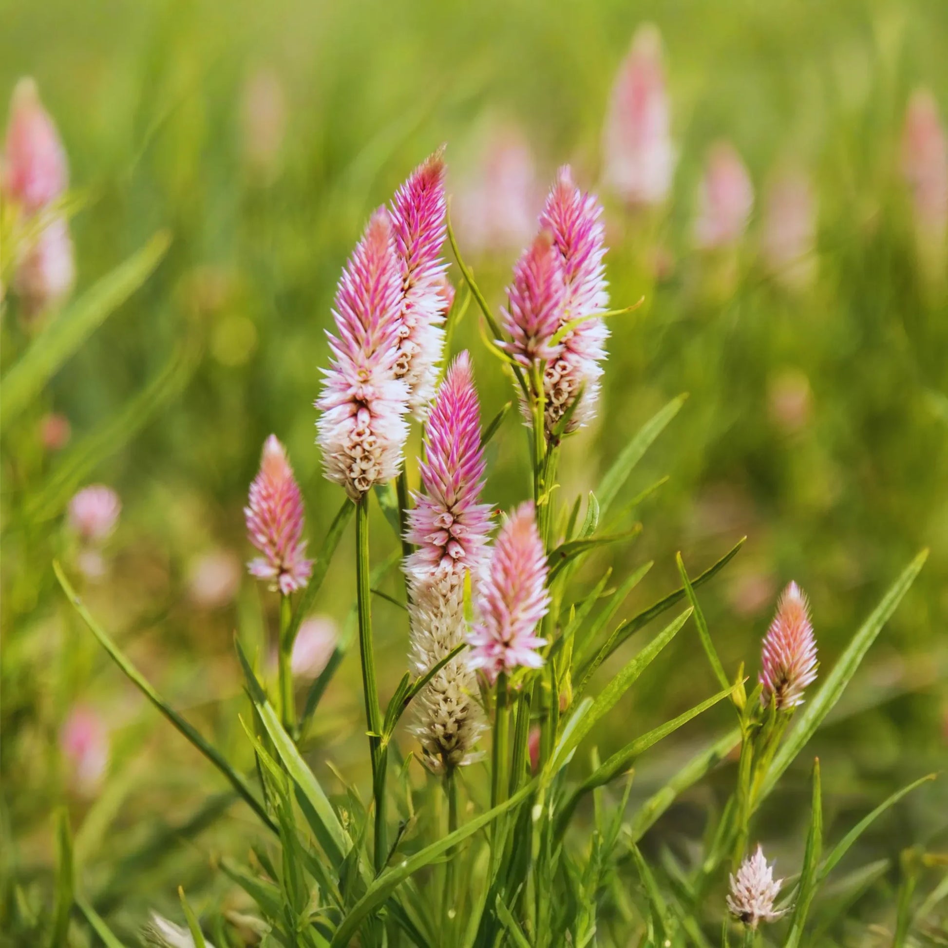 Celosia Seeds - Wheatstraw Flamingo - Spicata Variety - Flower Seeds for Gardens