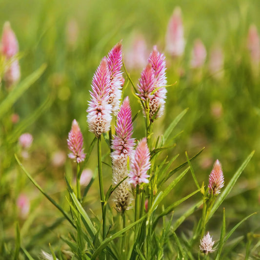 Celosia Seeds - Wheatstraw Flamingo - Spicata Variety - Flower Seeds for Gardens