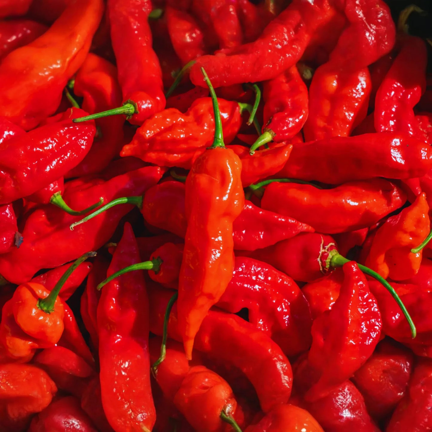 Ghost Pepper Seeds | Red Bhut Jolokia | Super Hot Chili Seeds | Capsicum chinense
