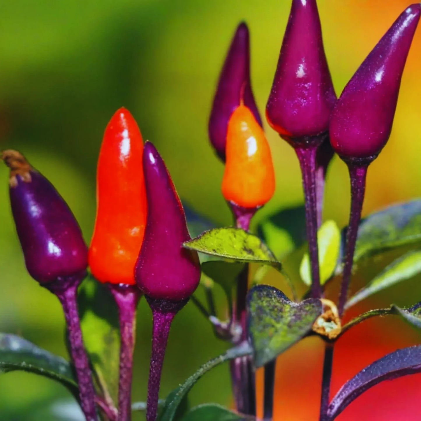 Hot Purple Tiger Pepper Seeds | Non-GMO Organic Trifetti Hot Peppers