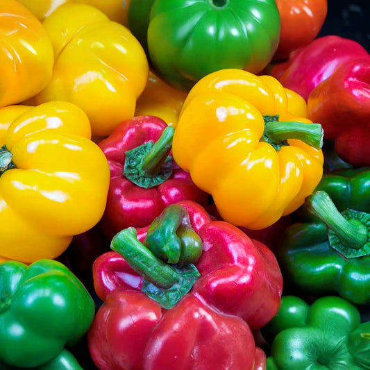 California Wonder Sweet Bell Pepper Seeds | NON-GMO | Heirloom Variety | Capsicum annuum