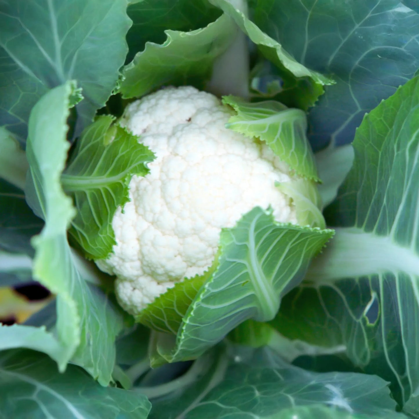 Self Blanching Cauliflower Seeds - Non-GMO Vegetable Seeds - Brassica oleracea